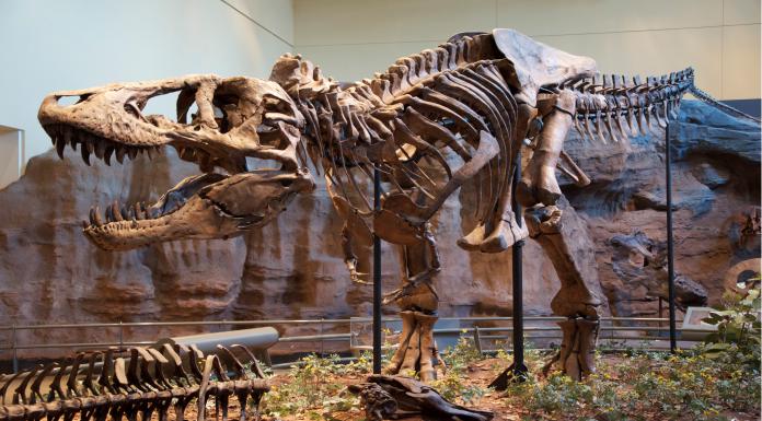 New evidence shows dinosaurs were slowly becoming extinct
