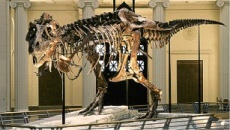 Dinosour 1